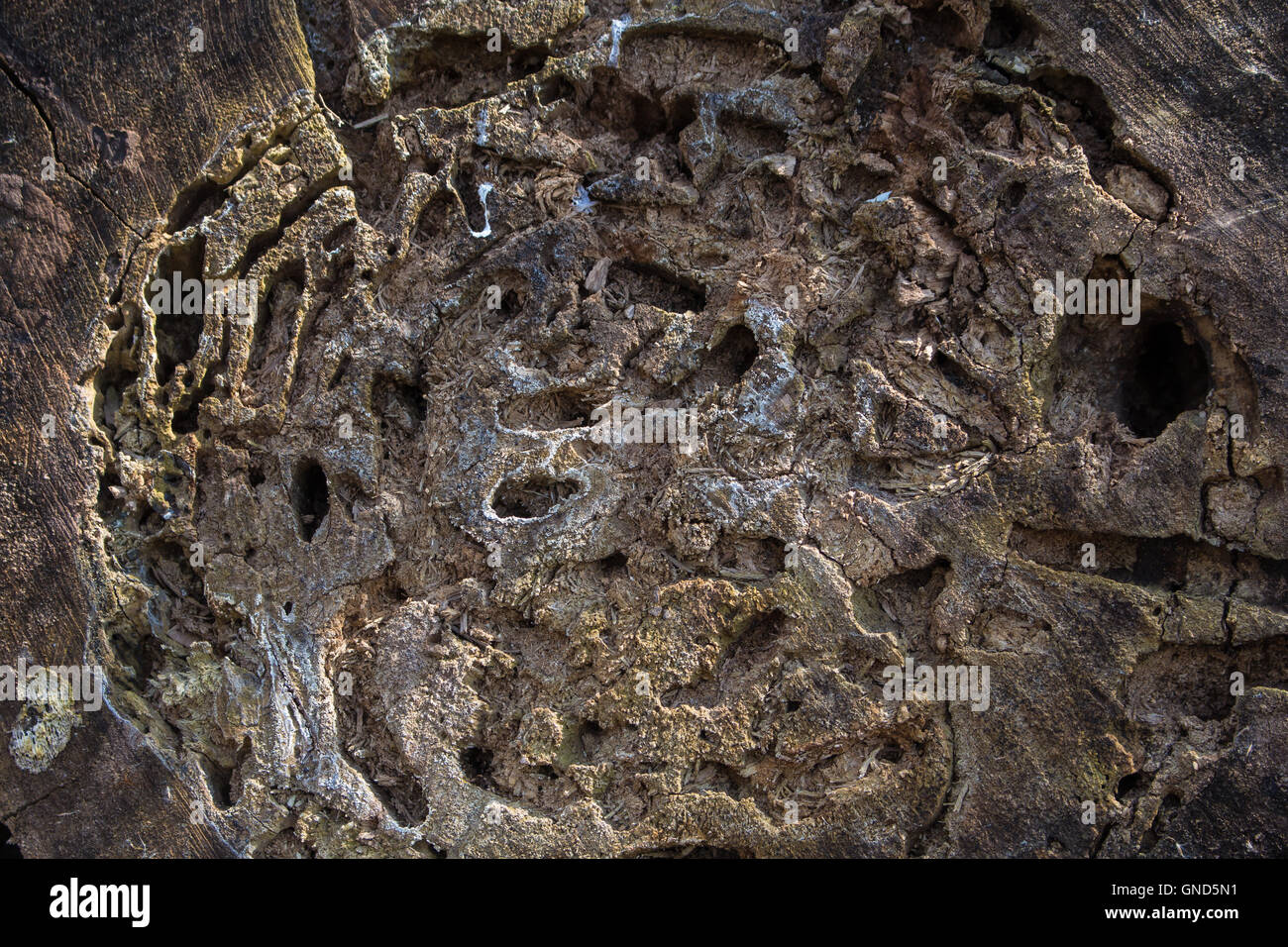 Gefällte Baum. Details des Abschnitts, eine Struktur zu schaffen. Stockfoto