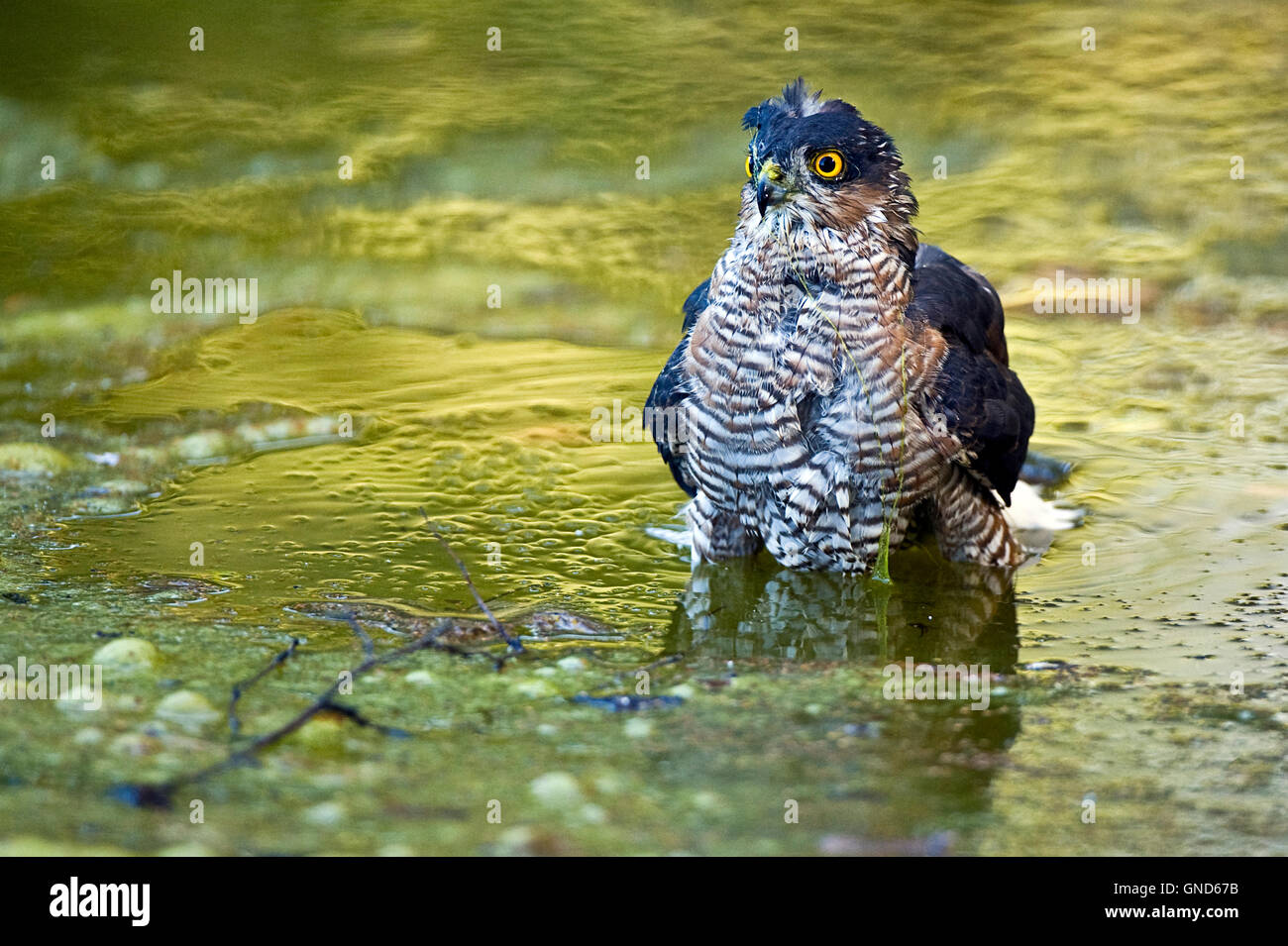 Eurasische Sperber (Accipiter Nisus) Stockfoto