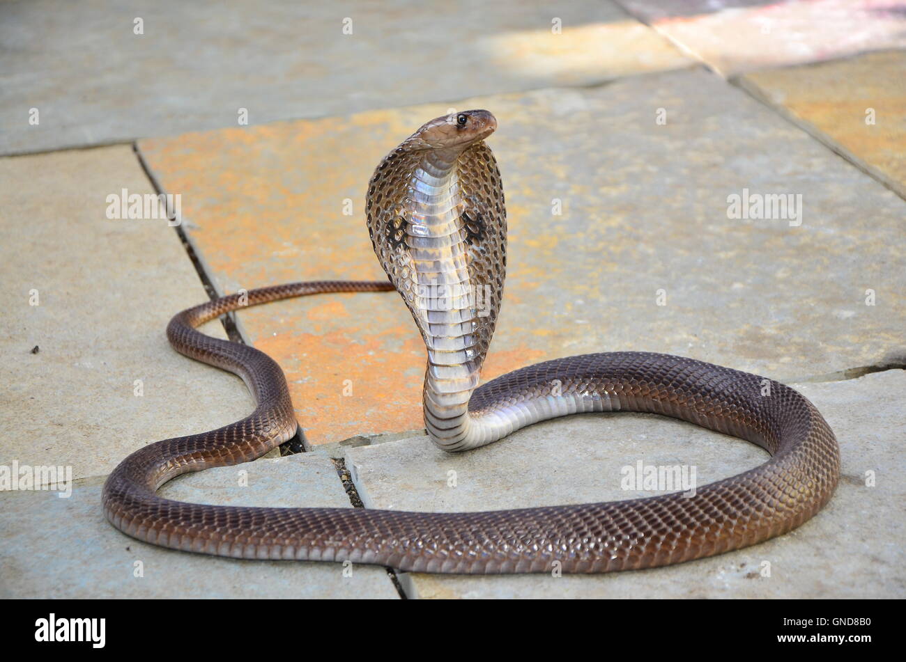 Indische Spectacled Cobra. Stockfoto