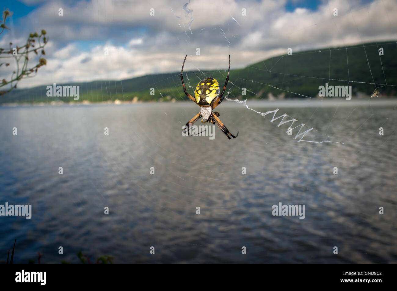 Gelbe Kreuzspinne Web in ihrem natürlichen Lebensraum hautnah Stockfoto