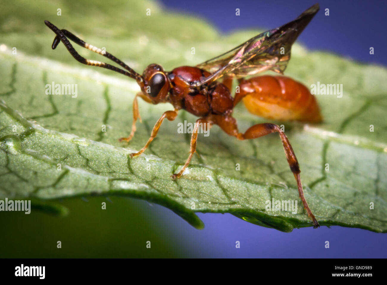 Nahaufnahme Makro winzigen Säugling Ichneumon Wasp auf grünes Blatt Stockfoto