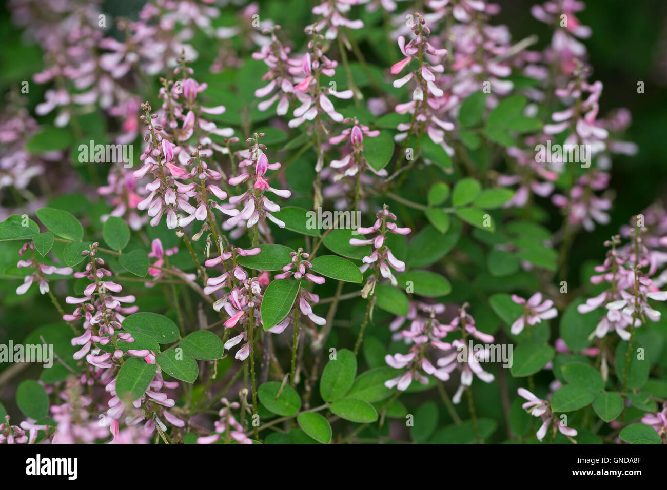 Indigostrauch, Indigo-Strauch, Indigo, Indigofera Amblyantha, rosa Blume Indigo, Rosa blühenden Indigo, chinesischen Indigo Stockfoto