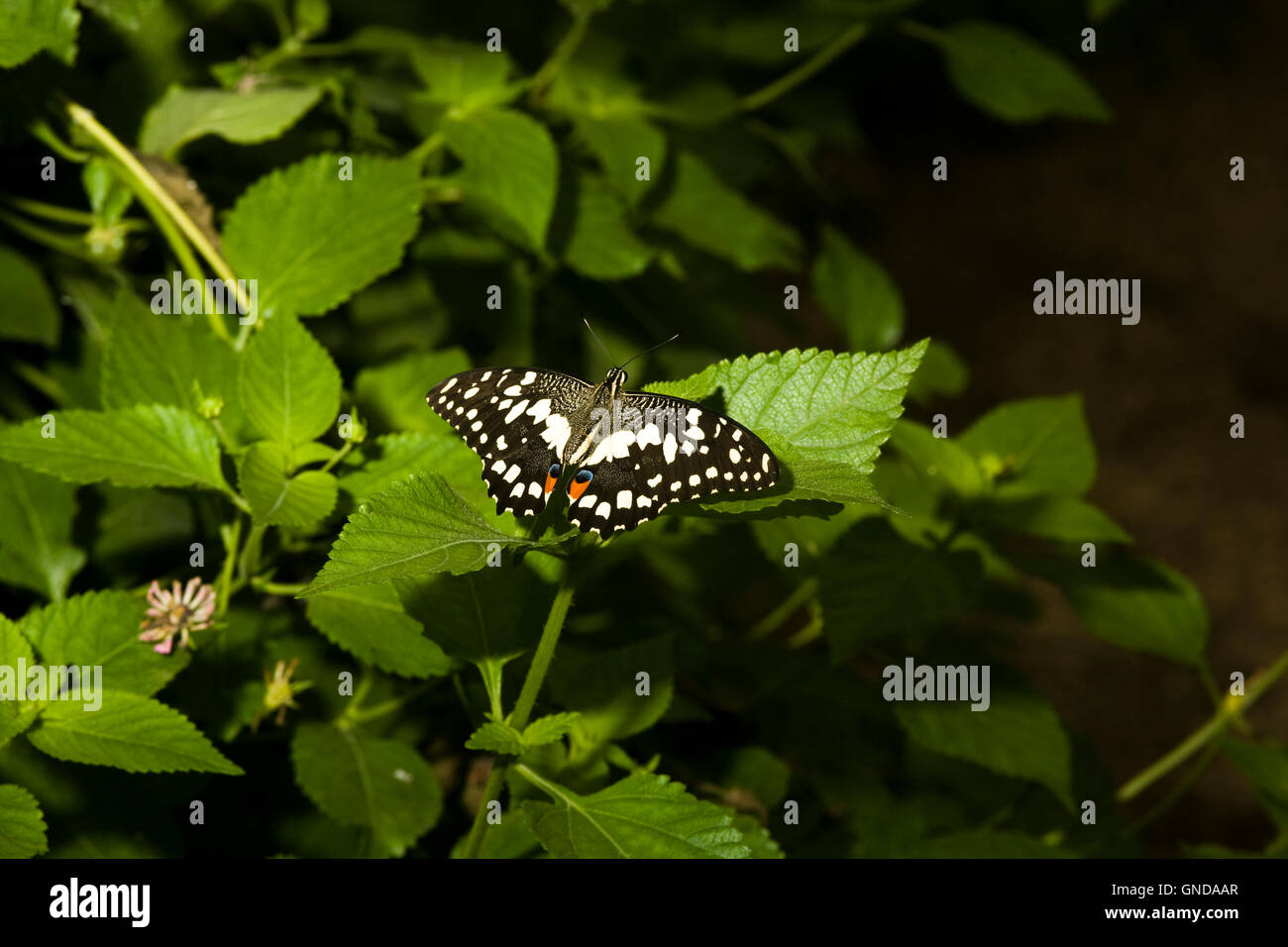 Tropischer Schmetterling auf Blatt im Schmetterlingshaus in Earnley Schmetterlinge Vögel und Tiere Stockfoto