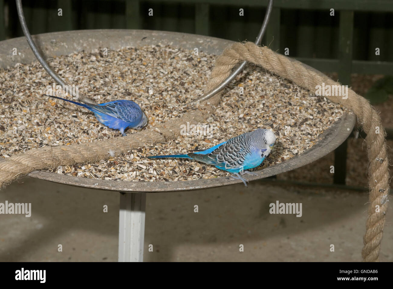 Zwei Wellensittiche (Melopsittacus Undulatus) auf spielen und füttern Tablett in Earnley Schmetterlinge Vögel und Tiere Stockfoto