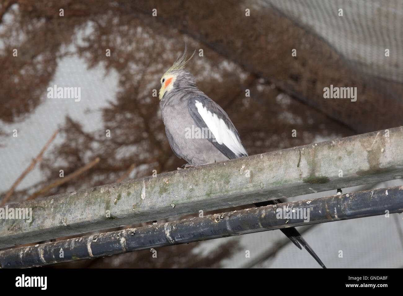 Cockateil (Nymphicus Hollandicus) thront in Voliere in Earnley Schmetterlinge, Vögel und Tiere Stockfoto