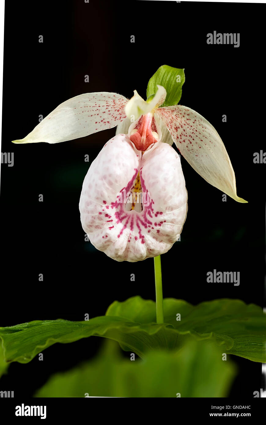 Cypripedium Formosanum, Lady Slipper Orchidee Stockfoto