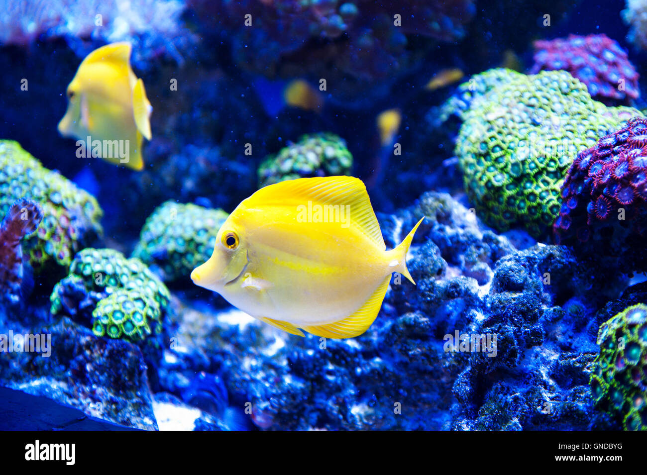 Schöne Zebrasoma Salzwasser Aquarienfische Stockfoto