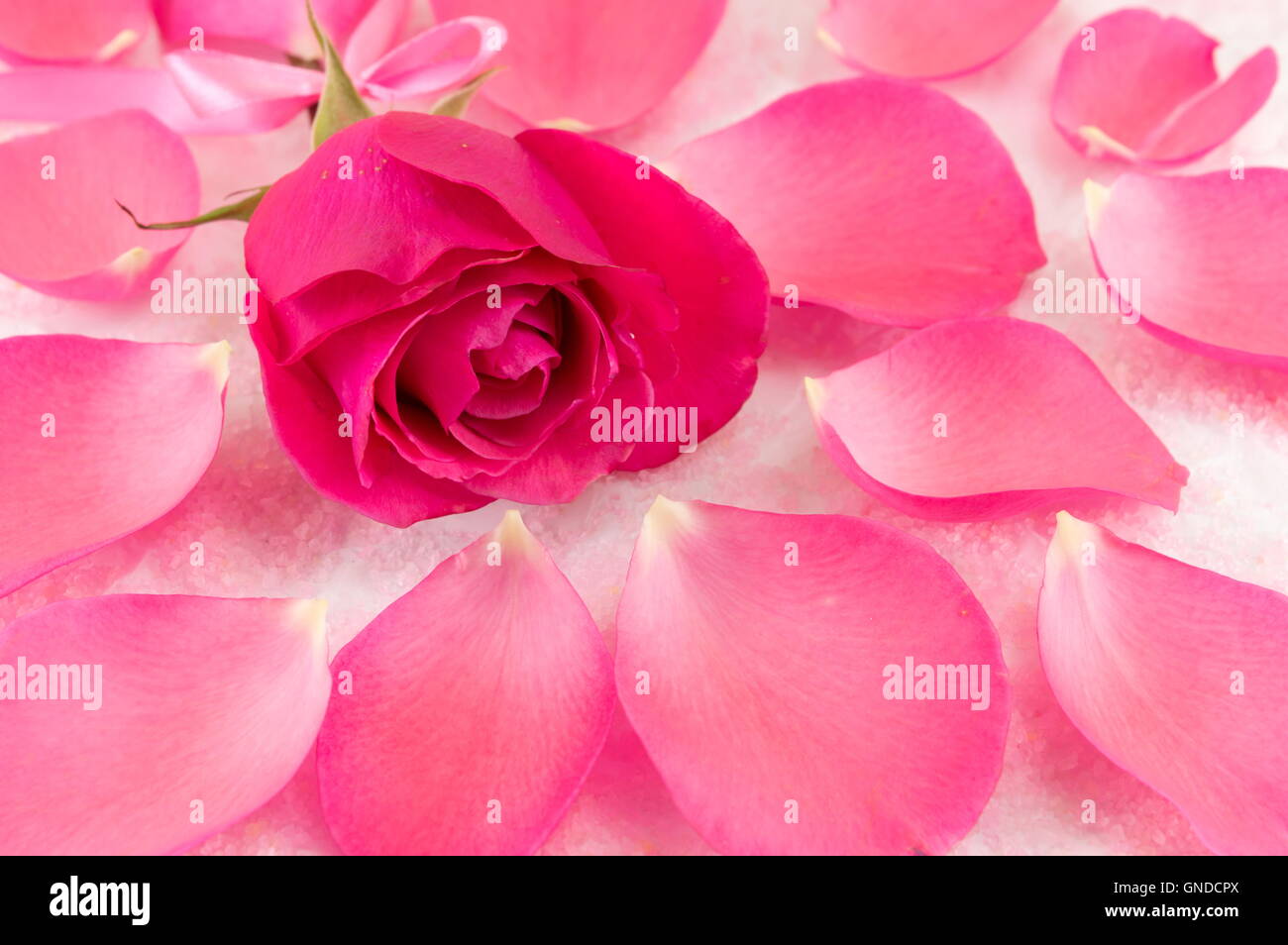 Rosa Rose auf Rosenblättern und Bad Salzkörner Stockfoto