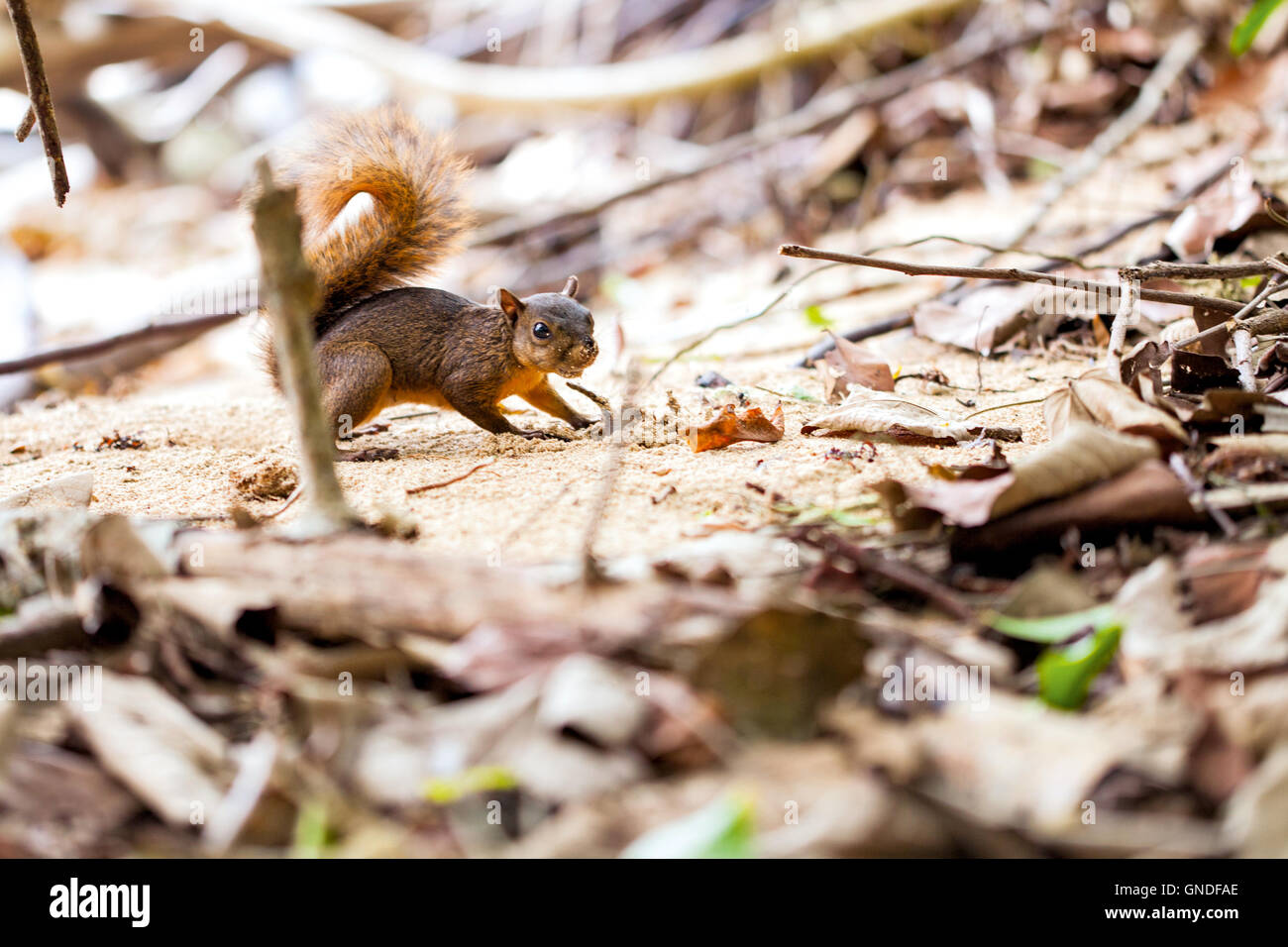 Red-tailed Eichhörnchen / Costa Rica / Cahuita Stockfoto