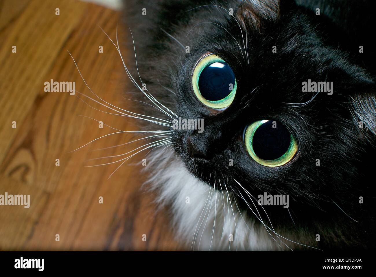 Große Augen Katze betteln Stockfotografie - Alamy