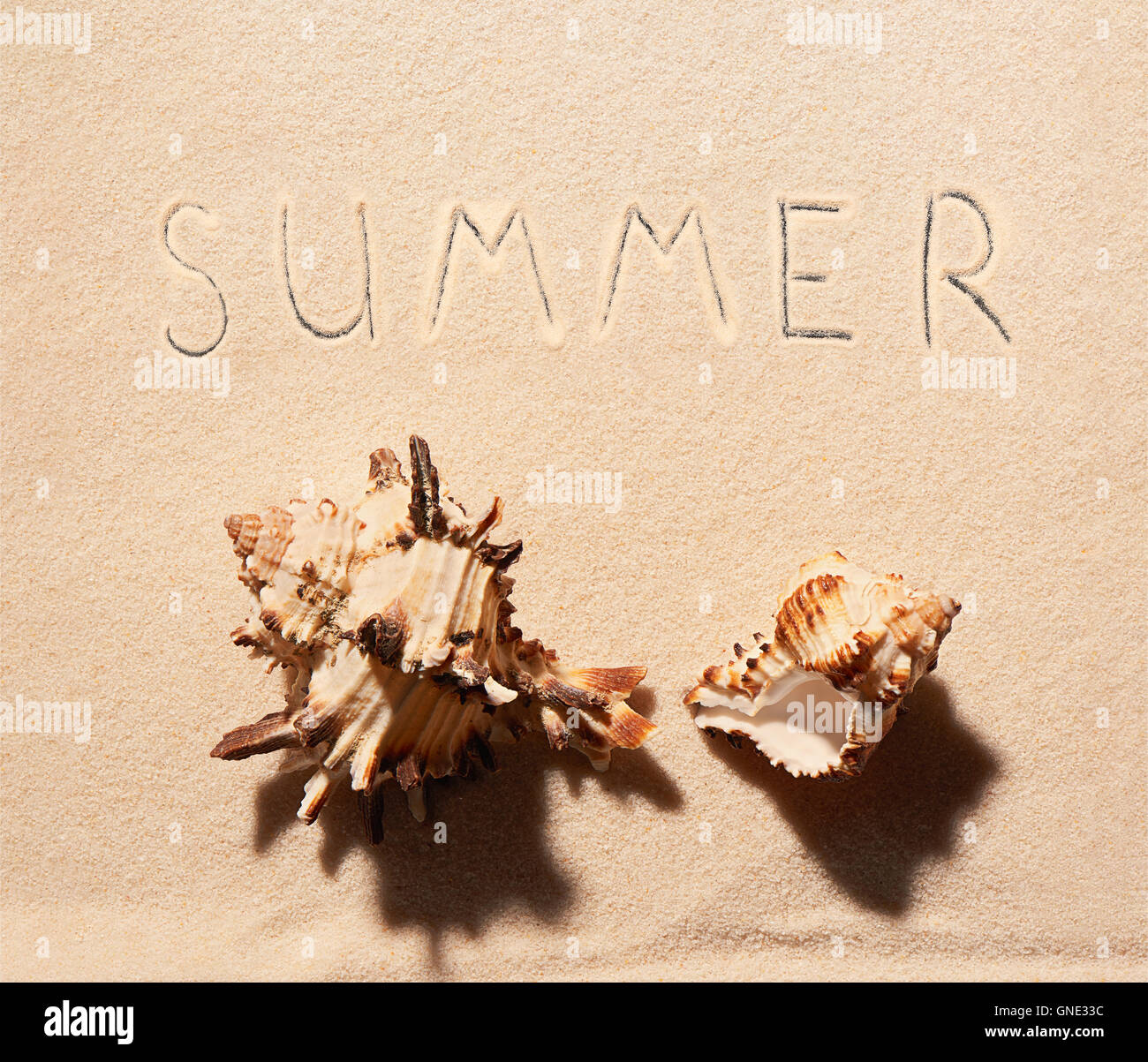 Zwei Muscheln und Sommer Schriftzug auf Sand gezeichnet. Sommer Strand Hintergrund. Ansicht von oben Stockfoto