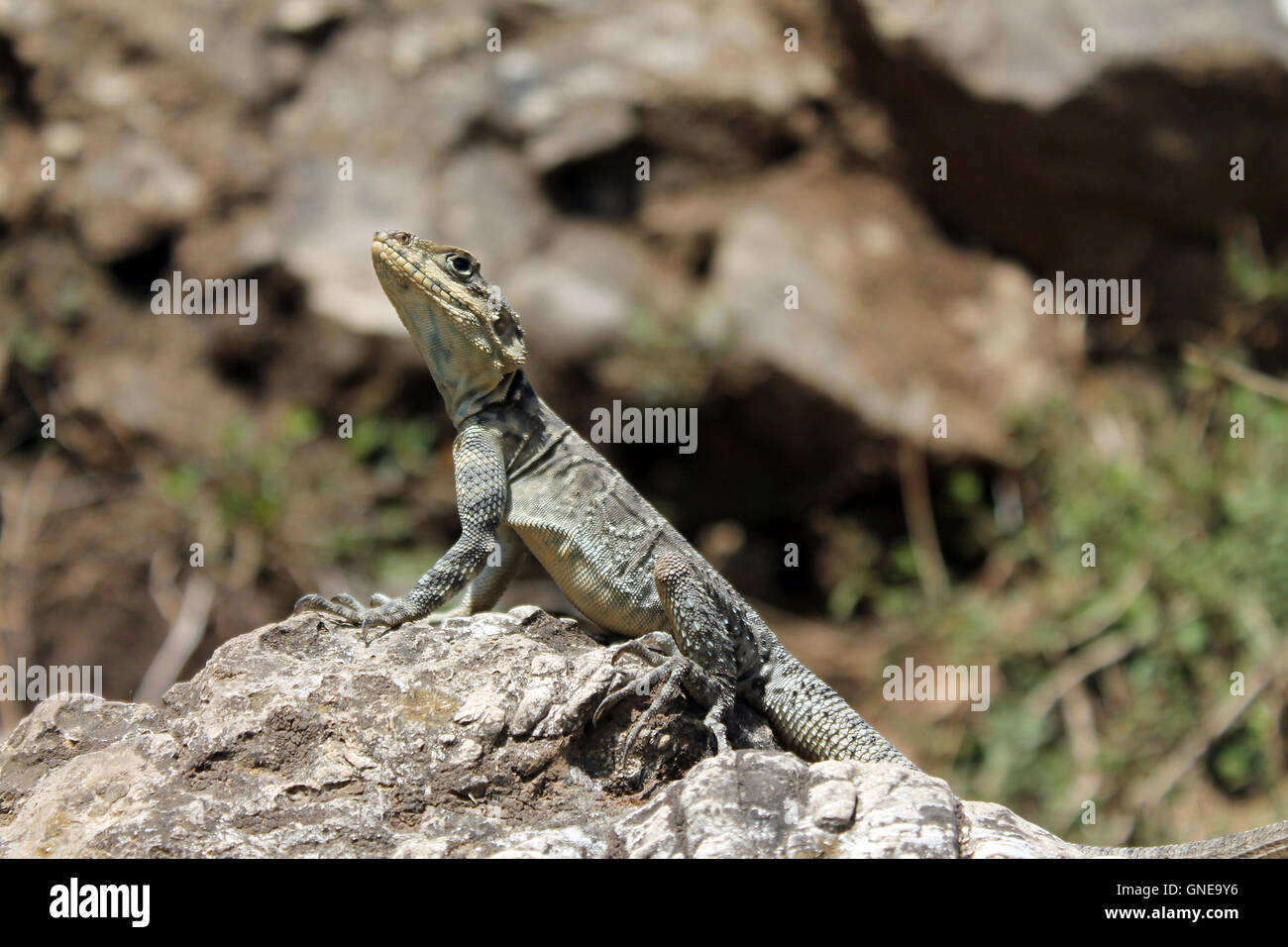 Ein gemeinsamer Garten Lizard(Calotes versicolor) auf Felsen. Stockfoto