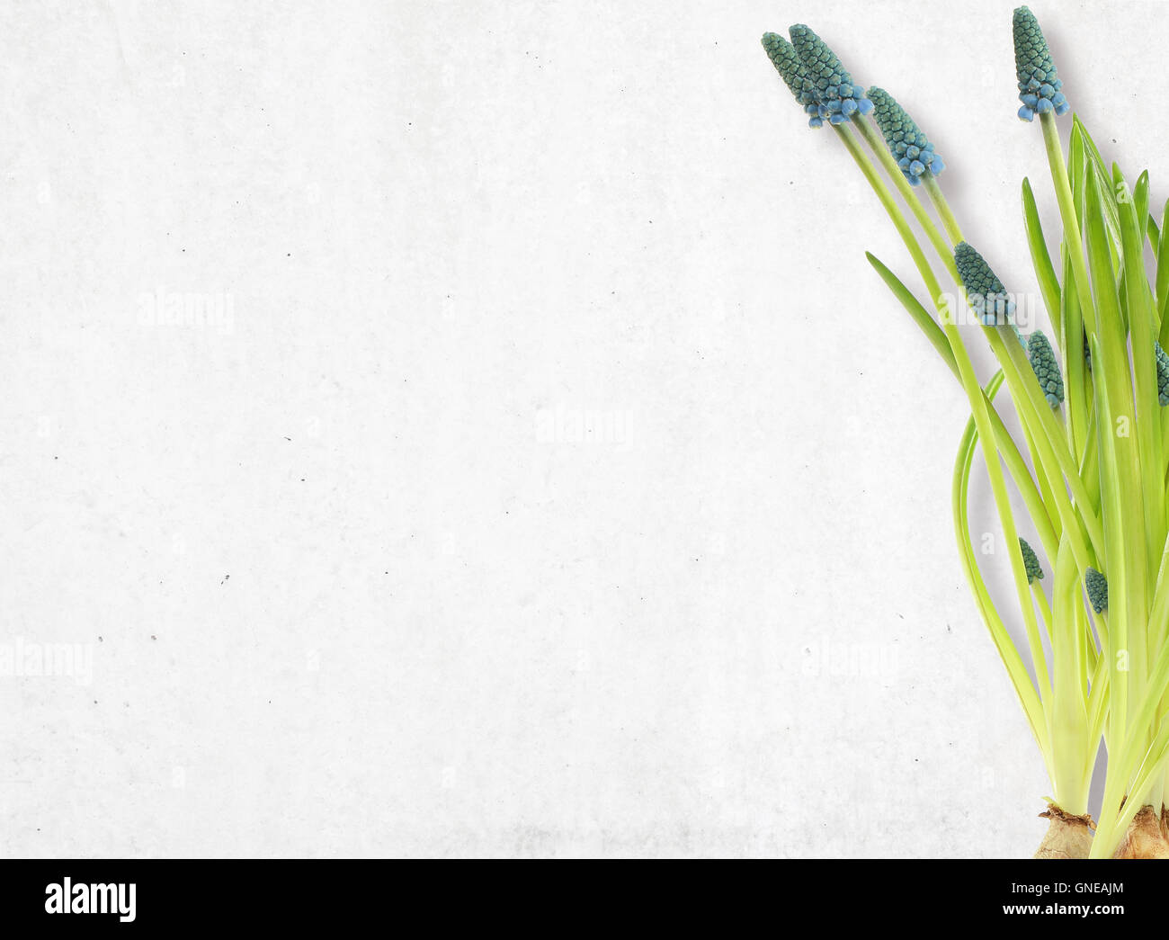 Bouquet von Wildblumen auf weißen Tabellenhintergrund. Ansicht von oben horizontal, leerer Raum für Werbung Informationen oder Werbetext Stockfoto
