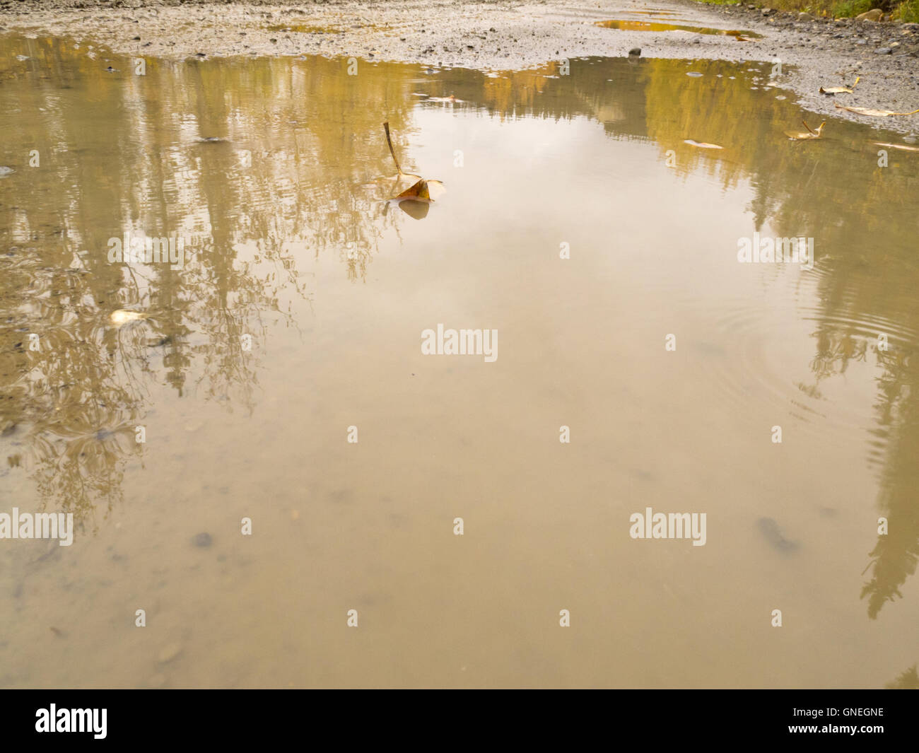 Pfützen von Regenwasser auf ländliche unbefestigte Straße im Herbst Stockfoto