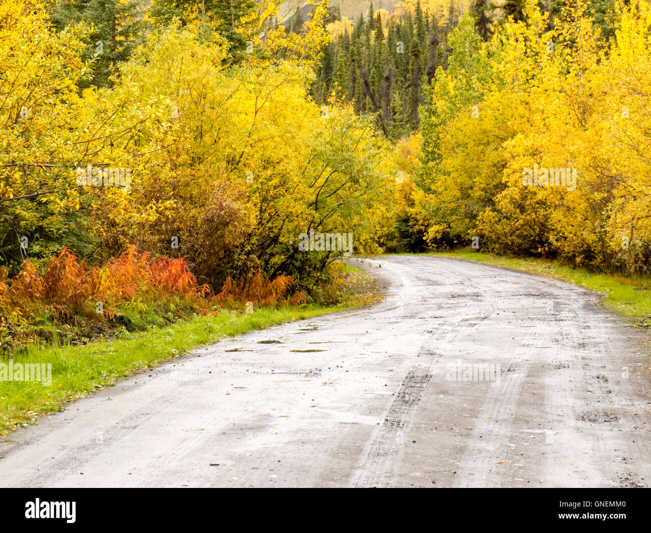 Herbst-Regen auf ländlichen Feldweg durch gelbe Weiden Stockfoto