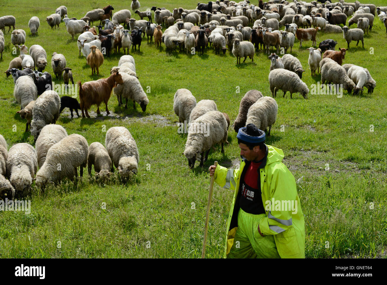 Rumänien Filipestii de Padure, shepherd Stockfoto
