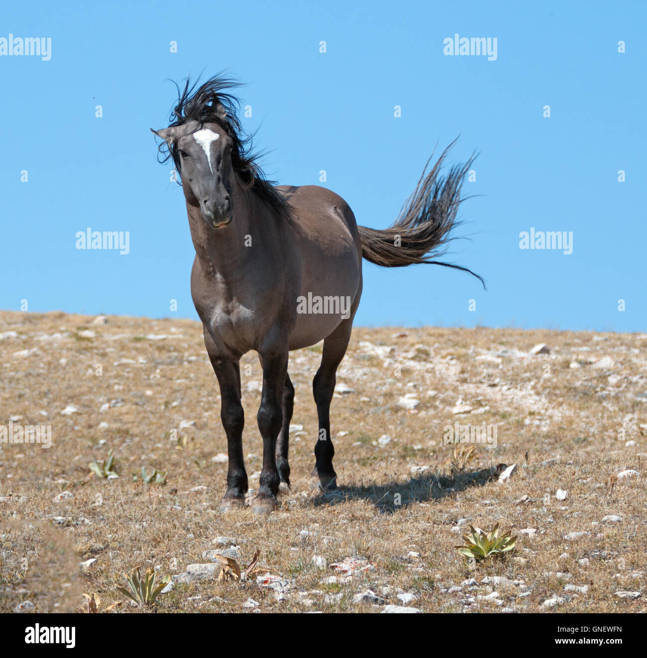 Aggressive Grulla Farbige Wild Horse Hengst Mit Vom Wind Verwehten Mahne Und Schweif Auf Sykes Grat In Den Pryor Mountains In Wyoming Usa Stockfotografie Alamy
