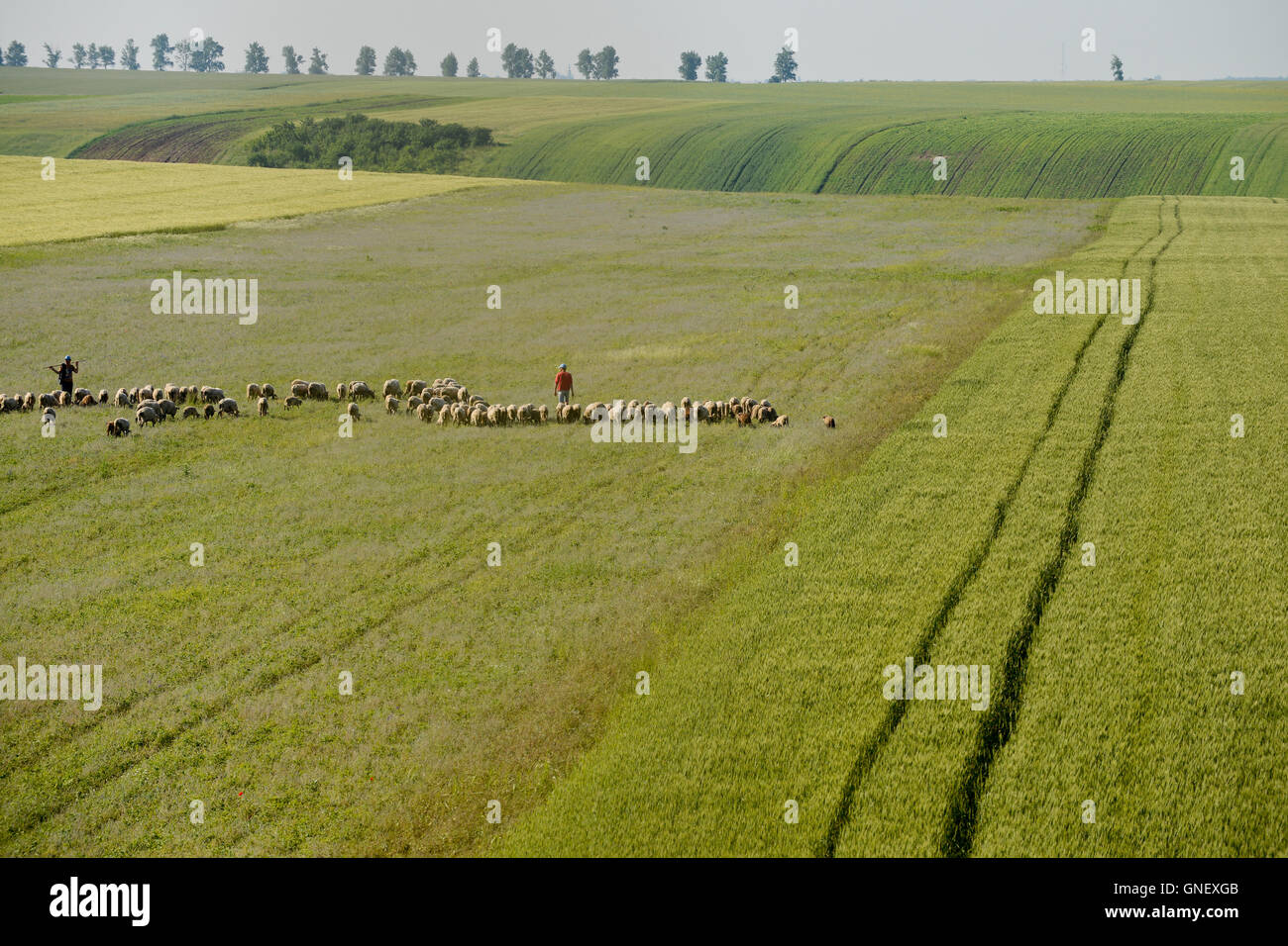 Rumänien Banat, Firiteaz, große Felder und Schaf Herde / RUMAENIEN Banat, Firiteaz, Grosse Felder Und Schafherde Stockfoto
