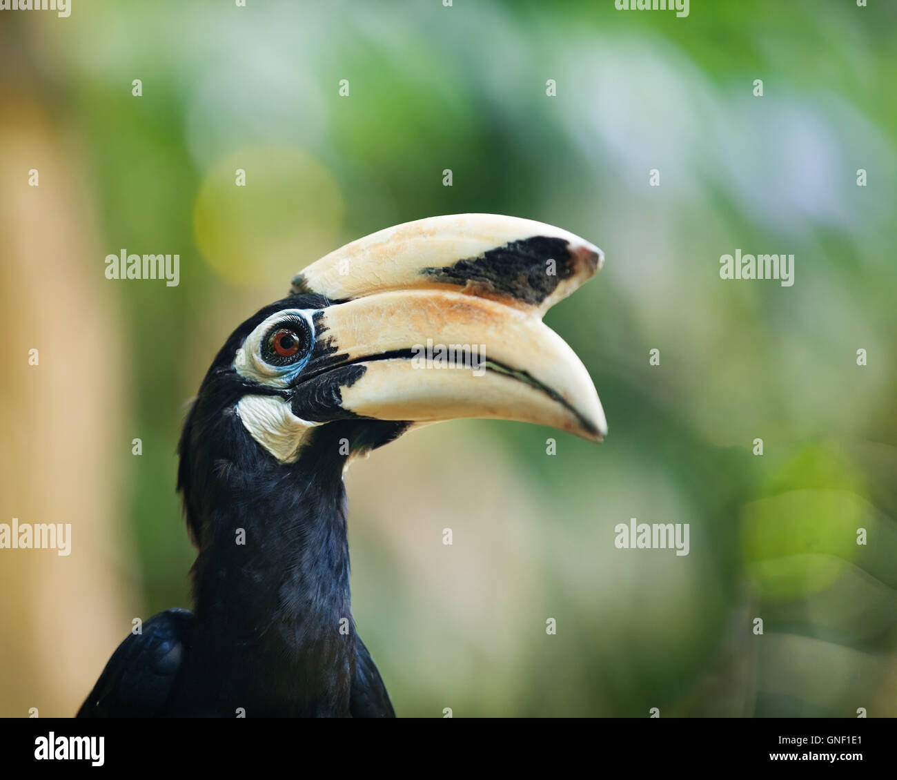 Wilde Vögel in der Natur Stockfoto