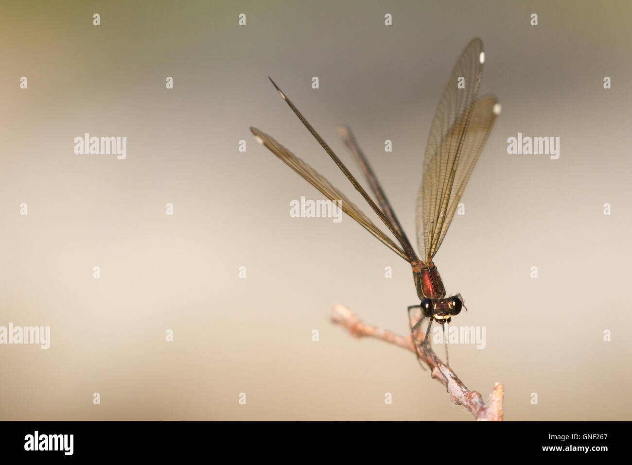 Kupfer-Prachtlibelle (Calopteryx Haemorrhoidalis), ein Weibchen. Stockfoto