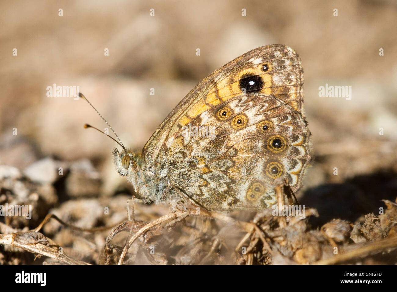 Korsische wand Braun (lasiommata paramegera) auf dem Boden Stockfoto