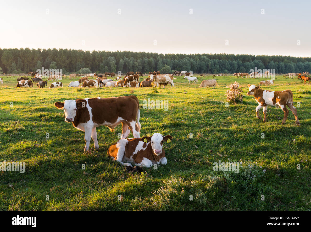 Viehbestände, die Beweidung während des Sonnenuntergangs in einem idyllischen Tal Stockfoto