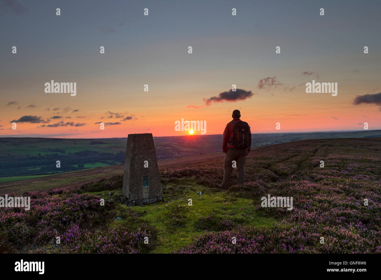 Catterick Hill, Weardale, County Durham UK. Dienstag, 30. August 2016. Großbritannien Wetter.  Genießen den Blick über das Moorhuhn Walker Mauren von Weardale vom Gipfel des Hügels Catterick Vormittag wie die aufgehende Sonne die blühende Heide beleuchtet.   Die Prognose ist für einen anderen Tag für fein und trocken, aber es kann wolkiger zeitweise über die Pennines Kreditkarte: David Forster/Alamy Live News Stockfoto
