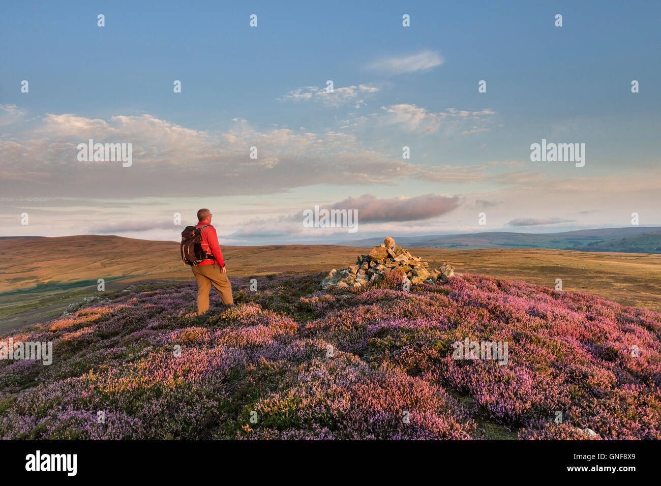 Catterick Hill, Weardale, County Durham UK. Dienstag, 30. August 2016. Großbritannien Wetter.  Genießen den Blick über das Moorhuhn Walker Mauren von Weardale vom Gipfel des Hügels Catterick Vormittag wie die aufgehende Sonne die blühende Heide beleuchtet.   Die Prognose ist für einen anderen Tag für fein und trocken, aber es kann wolkiger zeitweise über die Pennines Kreditkarte: David Forster/Alamy Live News Stockfoto