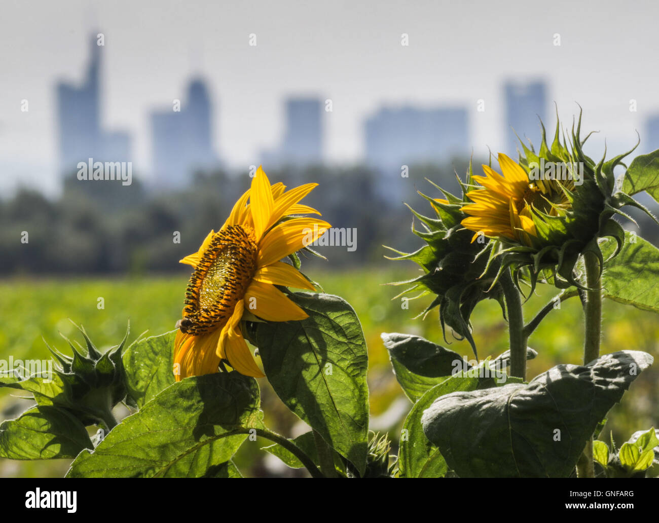 Bad Homburg, Deutschland. 30. August 2016. Sonnenblumen blühen in einem  Feld von einem Landwirt mit verschiedenen Arten von Pick your own Blumen  außerhalb Bad Homburg, Deutschland, 30. August 2016 gepflanzt. Die Skyline