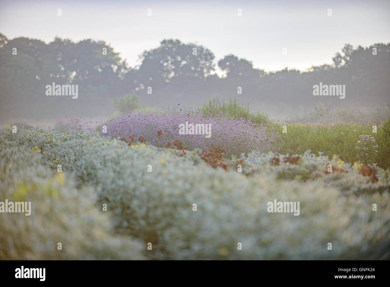 Hampshire, UK. 31. August 2016. Spätsommer im echten Blume Unternehmen basiert im Herzen von Hampshire und in der Nähe von London und den Home Counties der Rose Paddock-Shop jetzt für die Öffentlichkeit zugänglich. Duftenden Gartenrosen und andere englische Blumen und Ginkgos nahm am frühen Morgen sind zum Kauf verfügbar. Von einem duftenden Bündel für den Küchentisch zu Hunderten von eleganten, parfümierte Stiele für Hochzeiten, taufen und andere besondere Ereignisse haben wir Blumen für jeden Anlass. Bildnachweis: Jonathan Ward/Alamy Live-Nachrichten Stockfoto