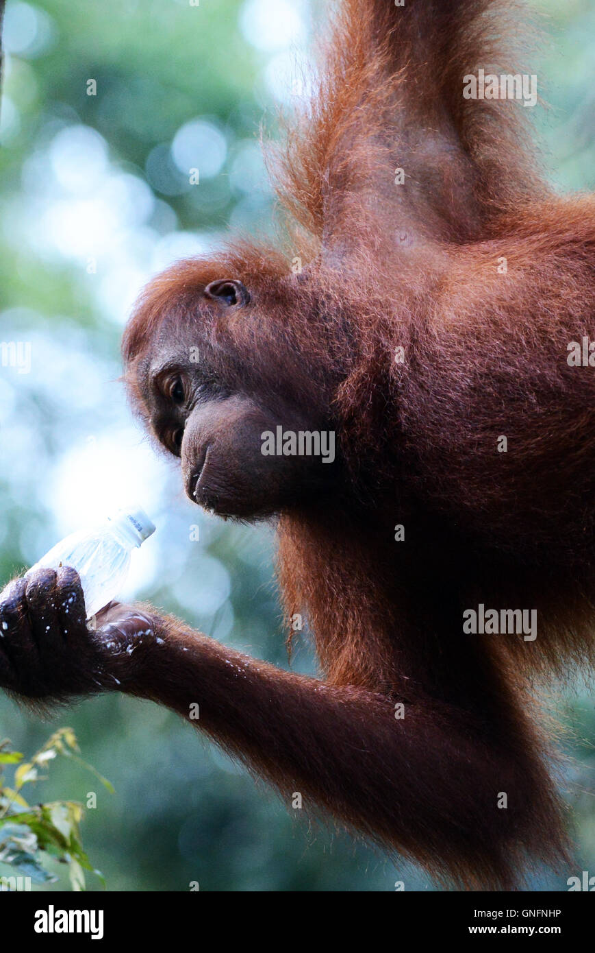 Fütterung der halb-wilden Orang-Utans bei Semenggoh Rehabilitationszentrum in der Nähe von Kuching, Sarawak. Stockfoto