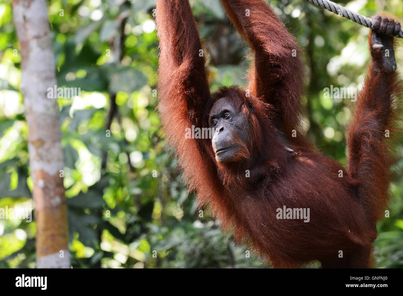 Ein weiblicher Orang-Utan warten auf das Semenggoh Rehabilitationszentrum in der Nähe von Kuching, Sarawak gefüttert werden. Stockfoto