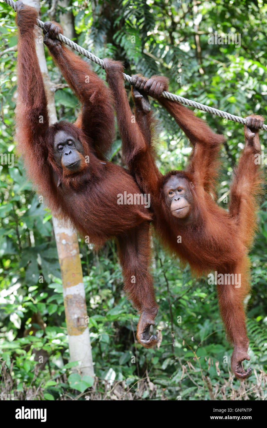 Mutter und Sohn - Orang-Utans im Semenggoh Rehabilitationszentrum in der Nähe von Kuching, Sarawak. Stockfoto