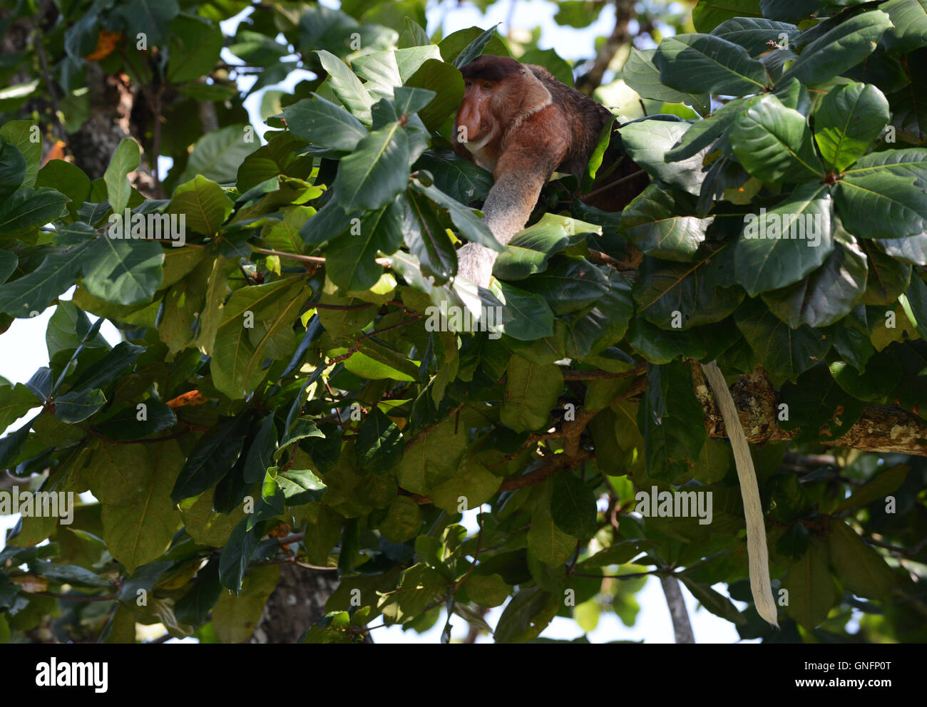 Ein Nasenaffe Essen junge Blätter an einem Baum. Eine Gold beringt Katze Schlange ist nur unter ihm. Stockfoto