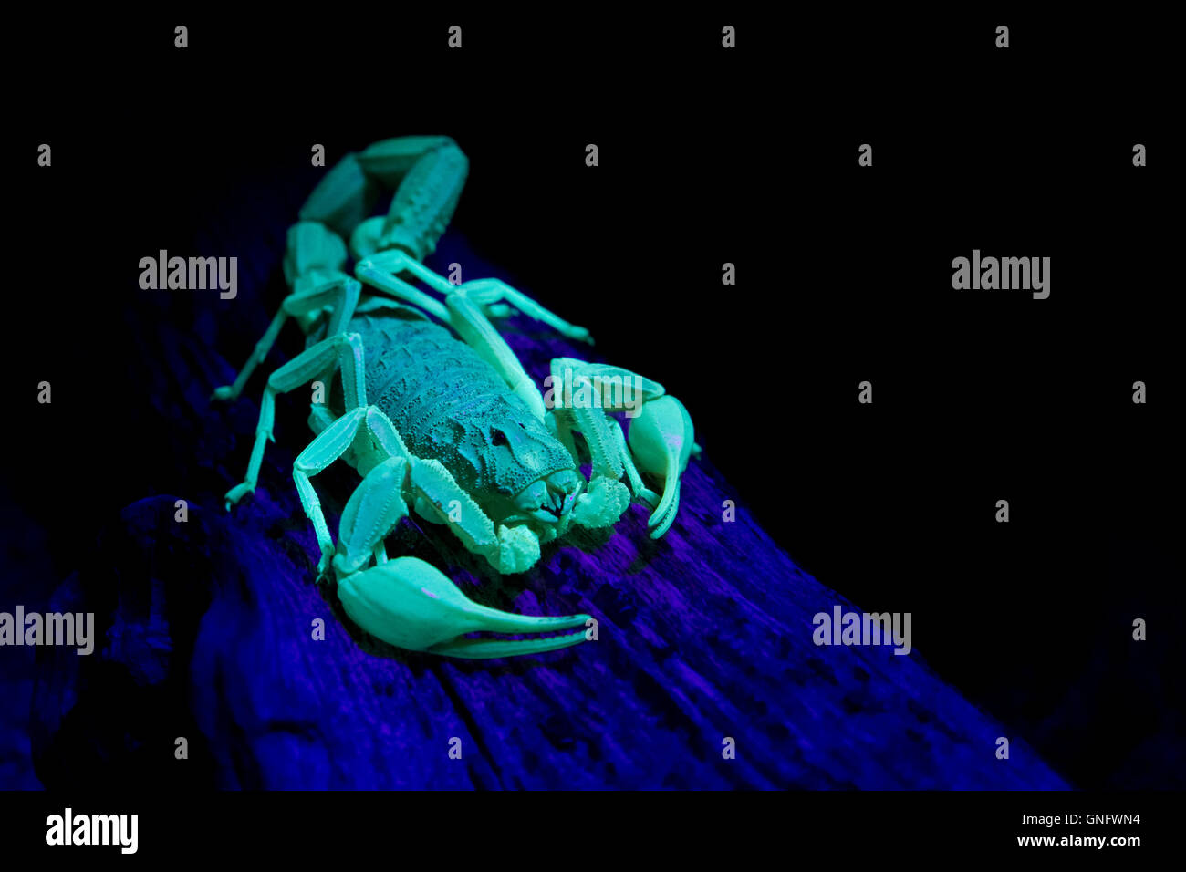 Leuchtenden gelben Scorpion (buthus occitanus) unter UV-Licht, spanischen Dehesa, Spanien. schwarzen Hintergrund. Stockfoto