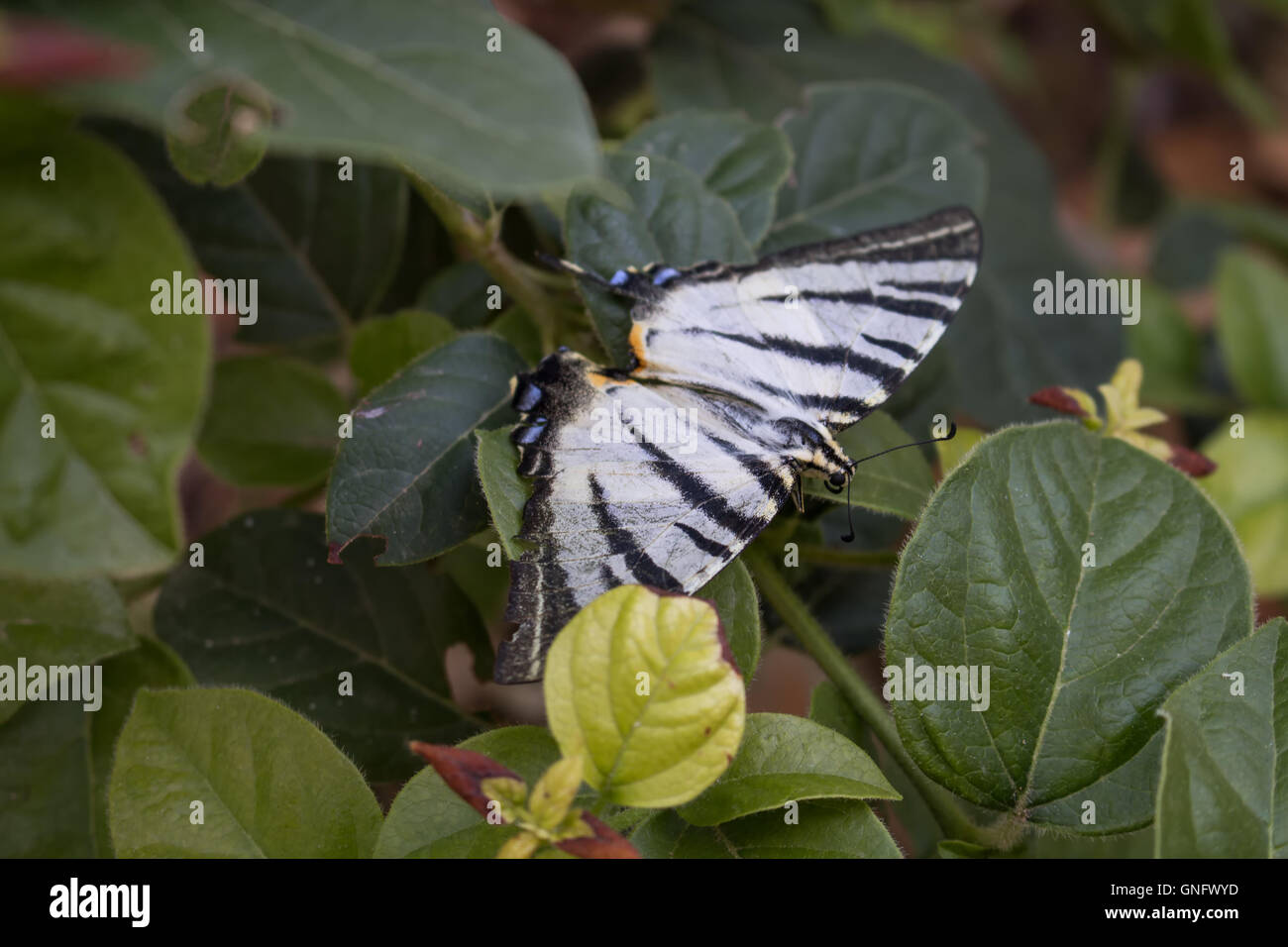 Ruhigen Moment eines Schmetterlings mit schwarzen und weißen Streifen auf dem Busch unter Blättern. Stockfoto