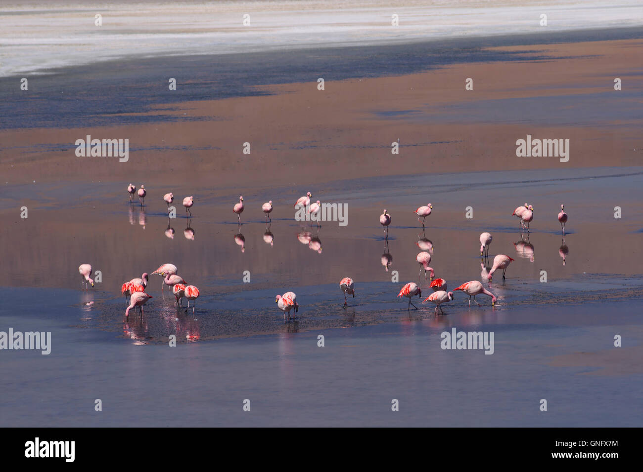 Flamingos (James Flamingo, Phoenicoparrus Jamesi), Laguna Cañapa, Bolivien Stockfoto