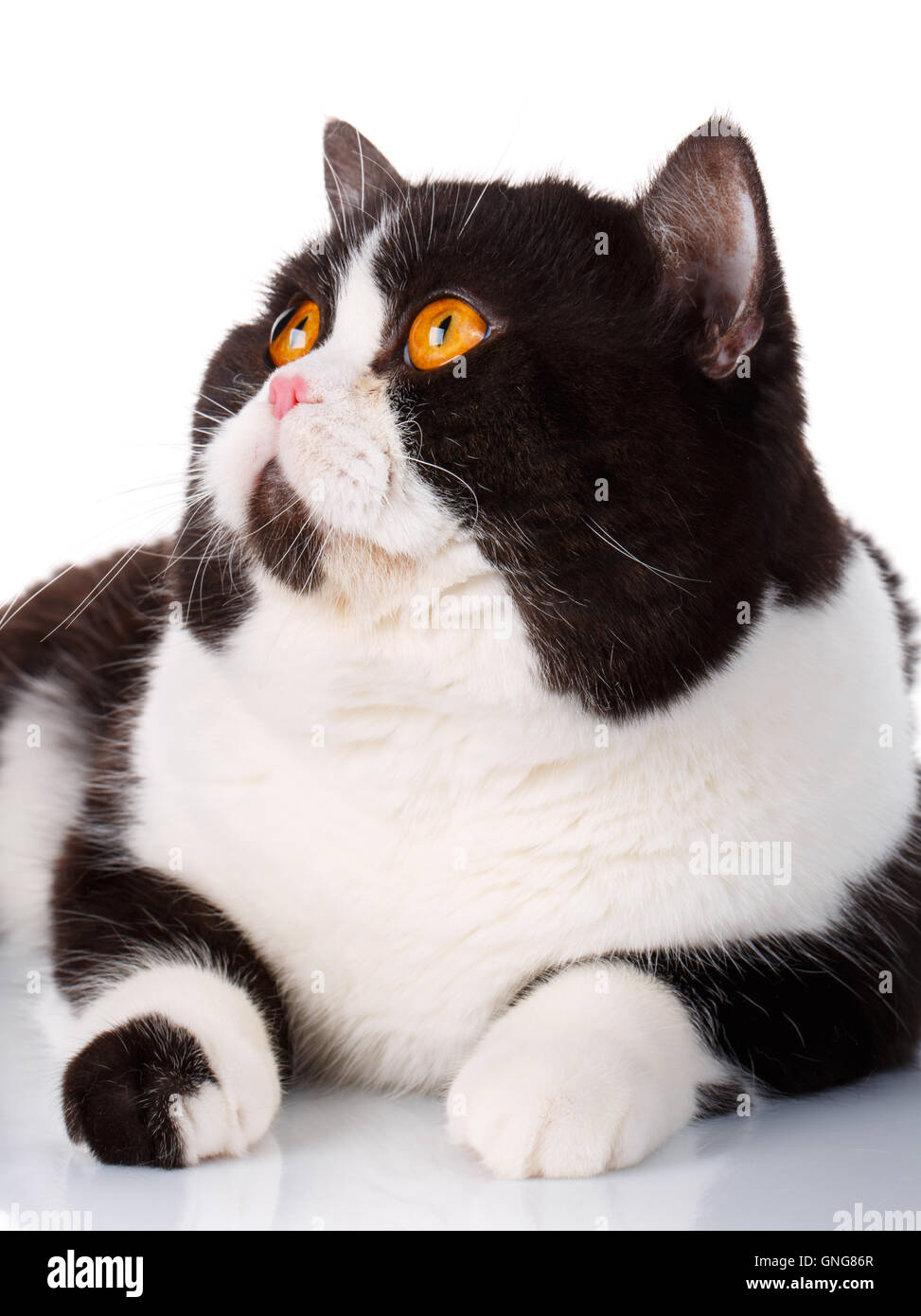 Porträt der eine süße Lüge schwarz-weiß Katze Scottish Straight auf weiß Stockfoto