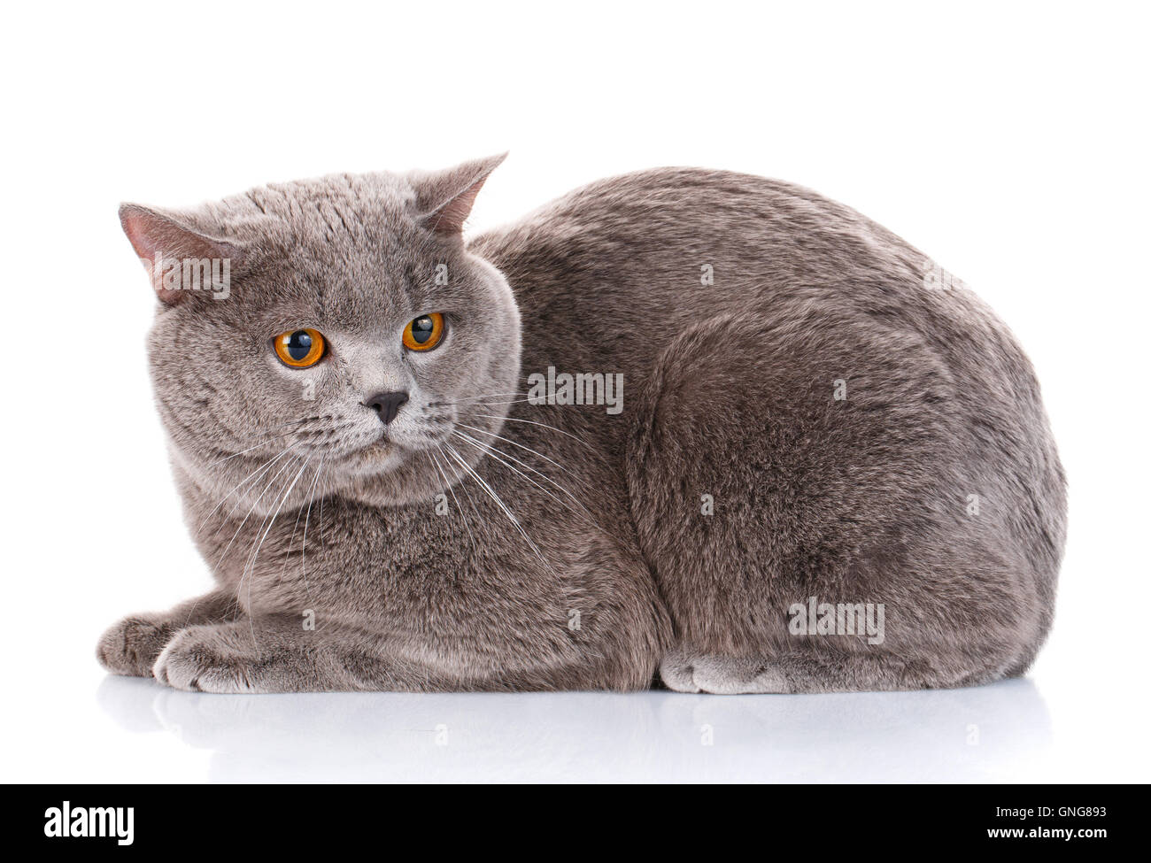 graue Britisch Kurzhaar Katze mit braunen Augen Stockfoto