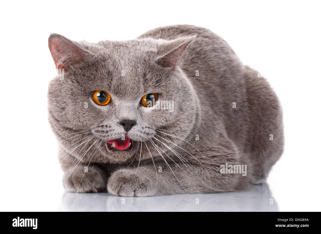 bösen grauen Britisch Kurzhaar Katze mit braunen Augen Stockfoto
