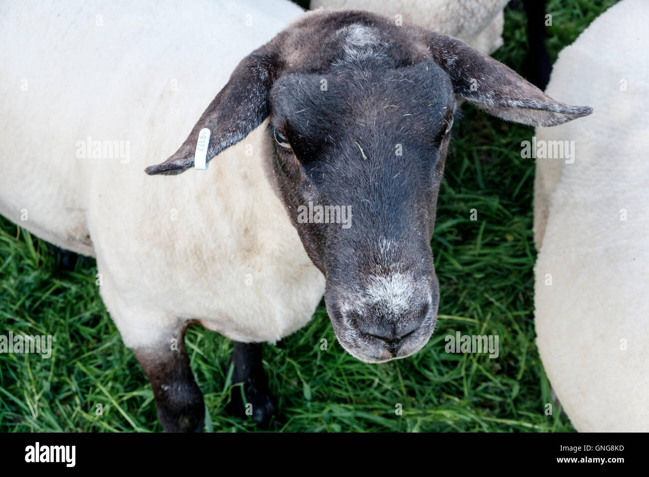 Black-faced Schaf bald nach sheering auf einem kleinen walisischen Bergbauernhof. Stockfoto