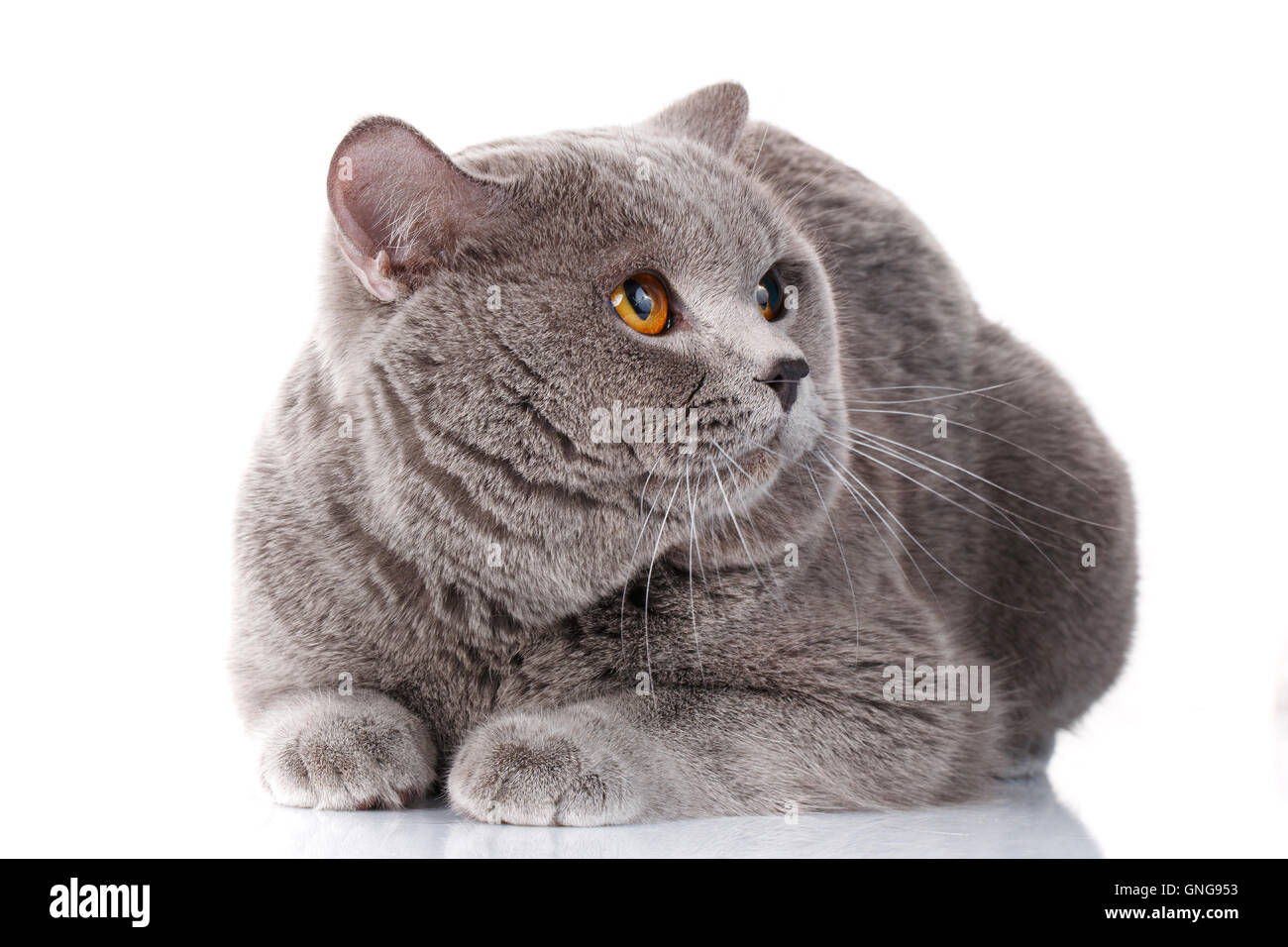 bösen grauen Britisch Kurzhaar Katze mit braunen Augen Stockfoto