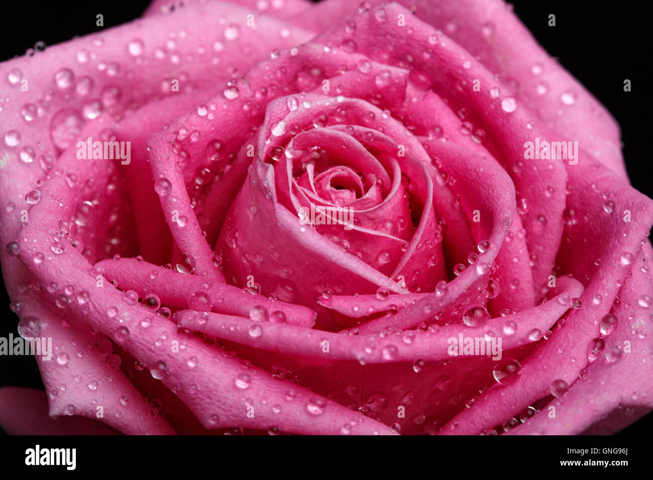 Rosa rose Nahaufnahme als Hintergrund Stockfoto