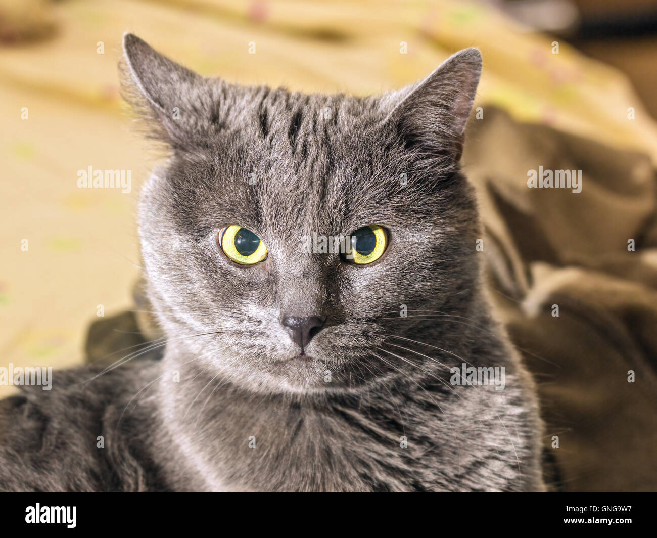 Adult schöne graue Katze mit gelben Augen in Reflexion Stockfoto