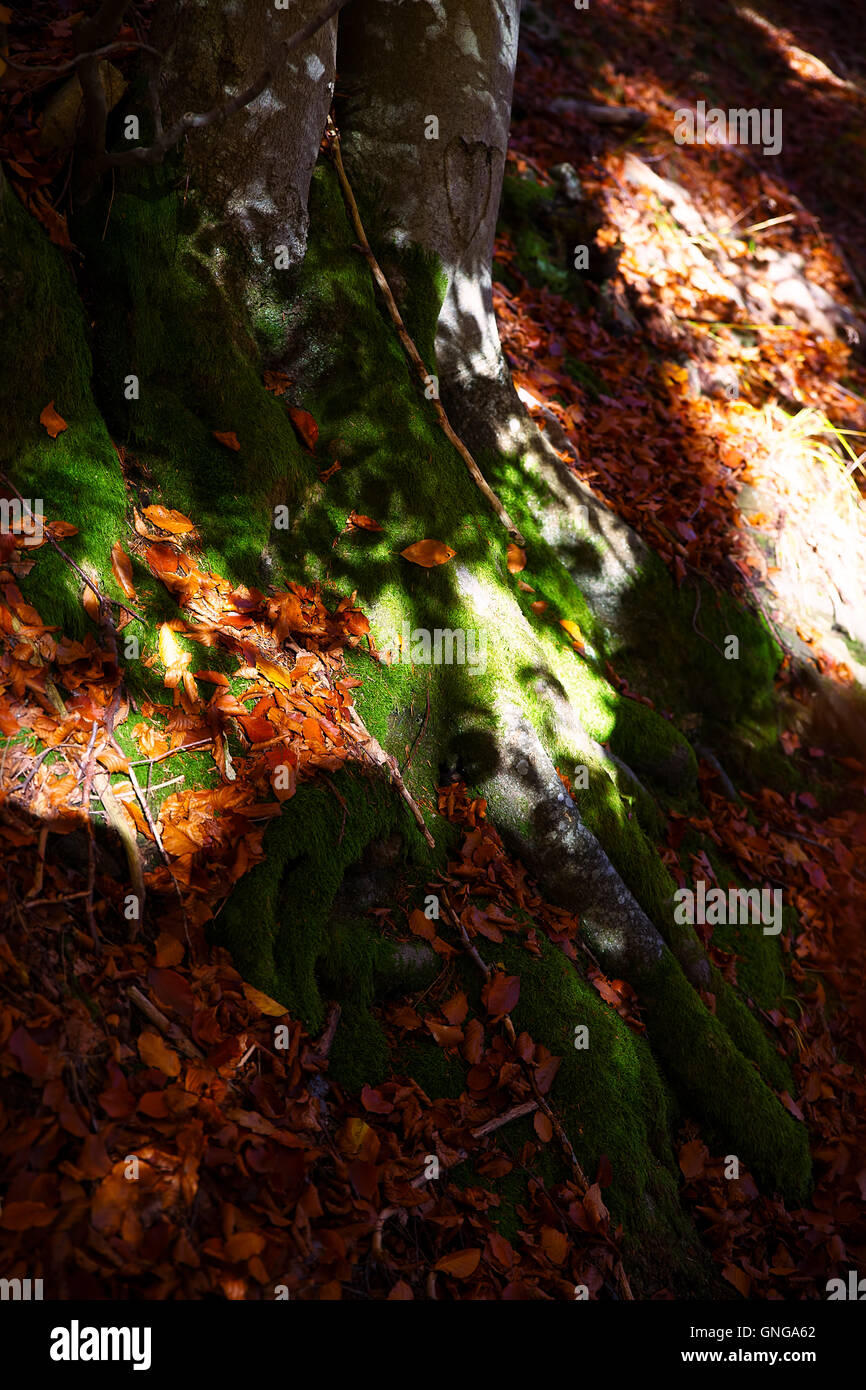 Detail Baumwurzeln im Wald. Fagus Sylvatica Baum. Ein Baum ist Herz. Stockfoto
