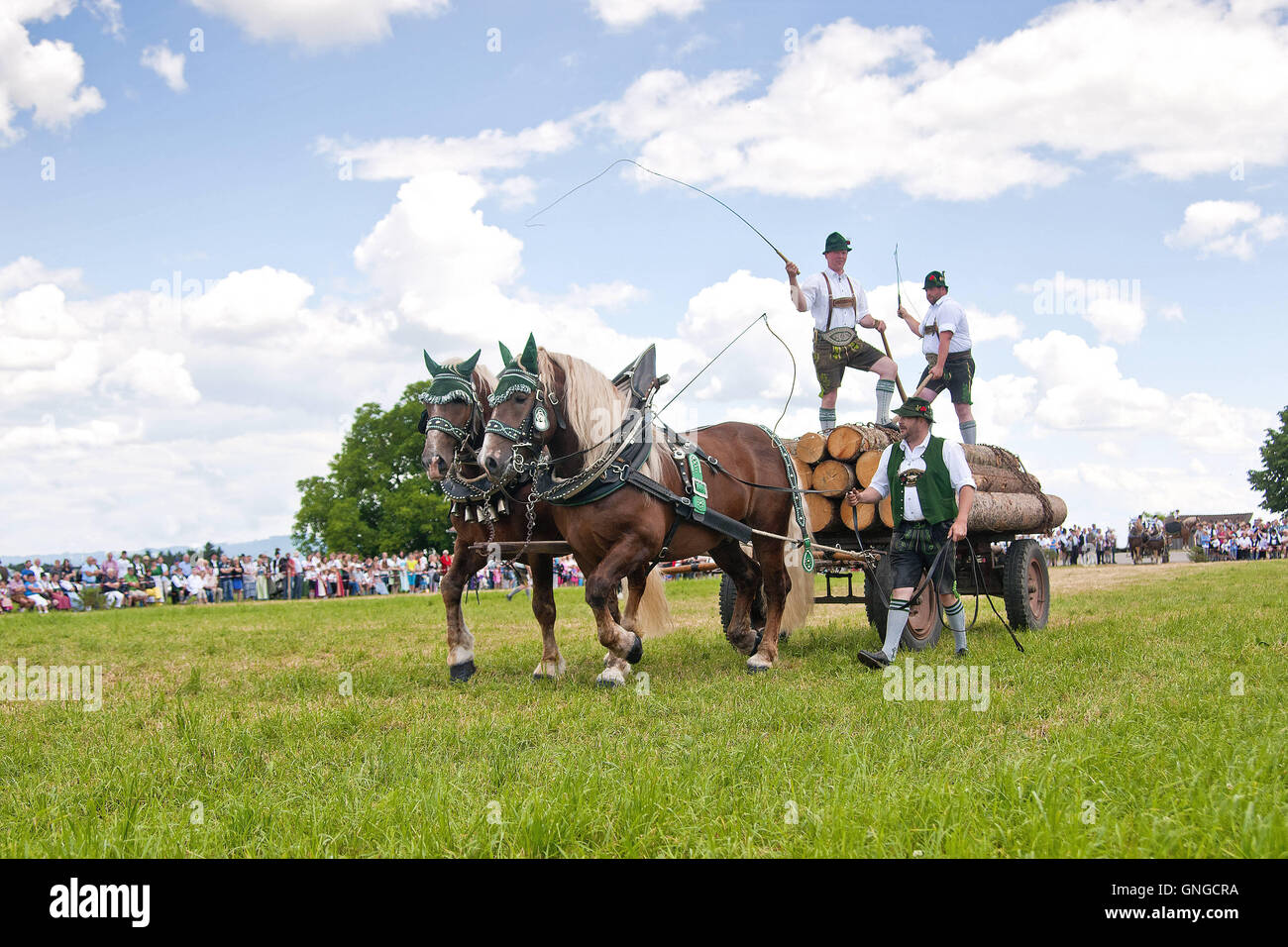 Wagen beladen mit Holz von Zugpferd mit Goasslschnalzer (Whipcracking) - Coldbloods Festival in Holzhausen Bei gezogen Stockfoto