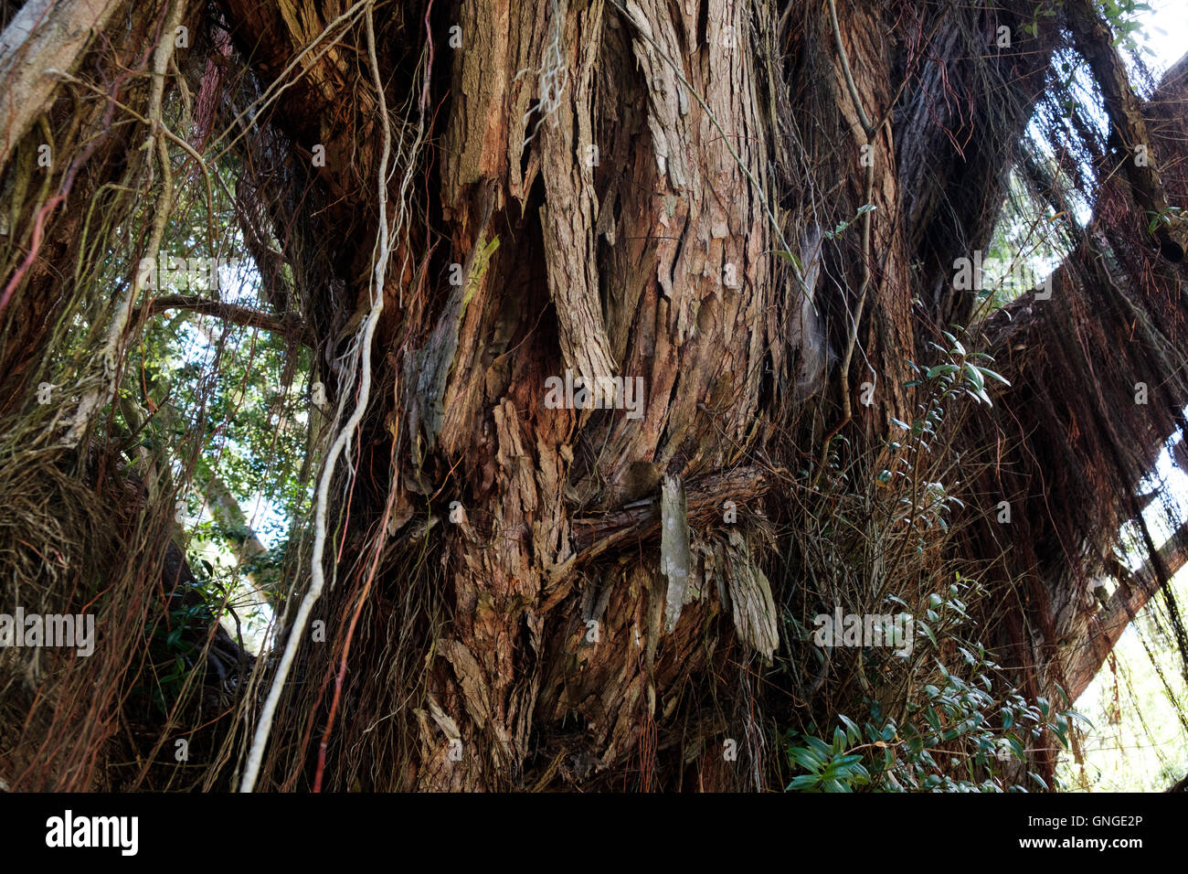 Die Trauer-Zypresse Baum im Monserrate Palace in der Nähe von Sintra, Portugal Stockfoto