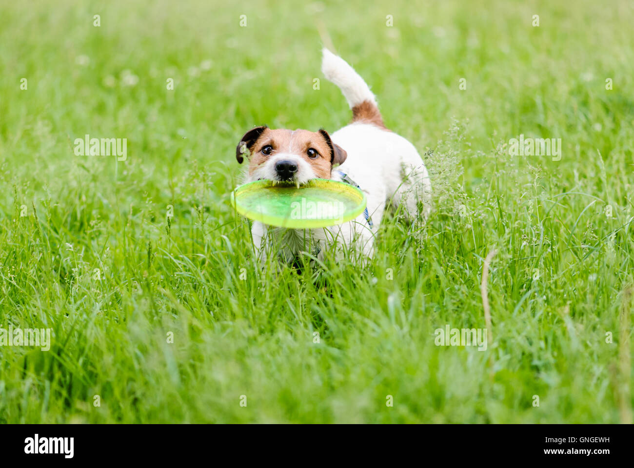 Spielen wir mit Hund und fliegende Scheibe Stockfoto
