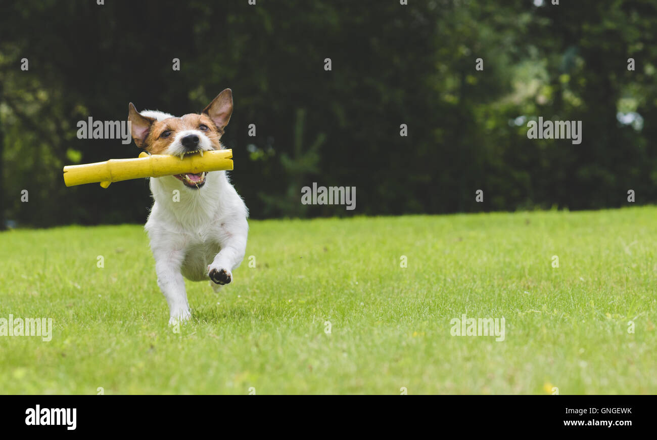 Glücklicher Hund spielen und bezaubernde Spielzeug-stick im Hinterhof Stockfoto