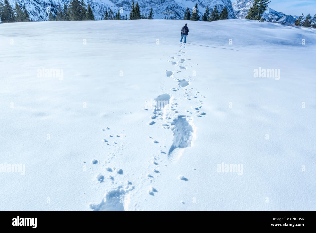 Wald österreich spuren -Fotos und -Bildmaterial in hoher Auflösung – Alamy